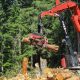 Logging excavator lifting cut logs in forest