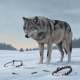 Idaho Wolf Population Declines as State Expands Hunting and Trapping Efforts