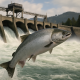 Protecting Columbia River Salmon Act of 2026 Introduced in Congress
