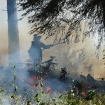 A firefighter using a drip torch to ignite controlled burns in a forested area, surrounded — Roslyn WA wildfire prevention