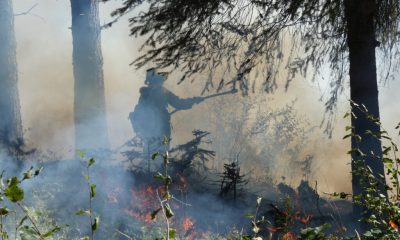 A firefighter using a drip torch to ignite controlled burns in a forested area, surrounded — Roslyn WA wildfire prevention