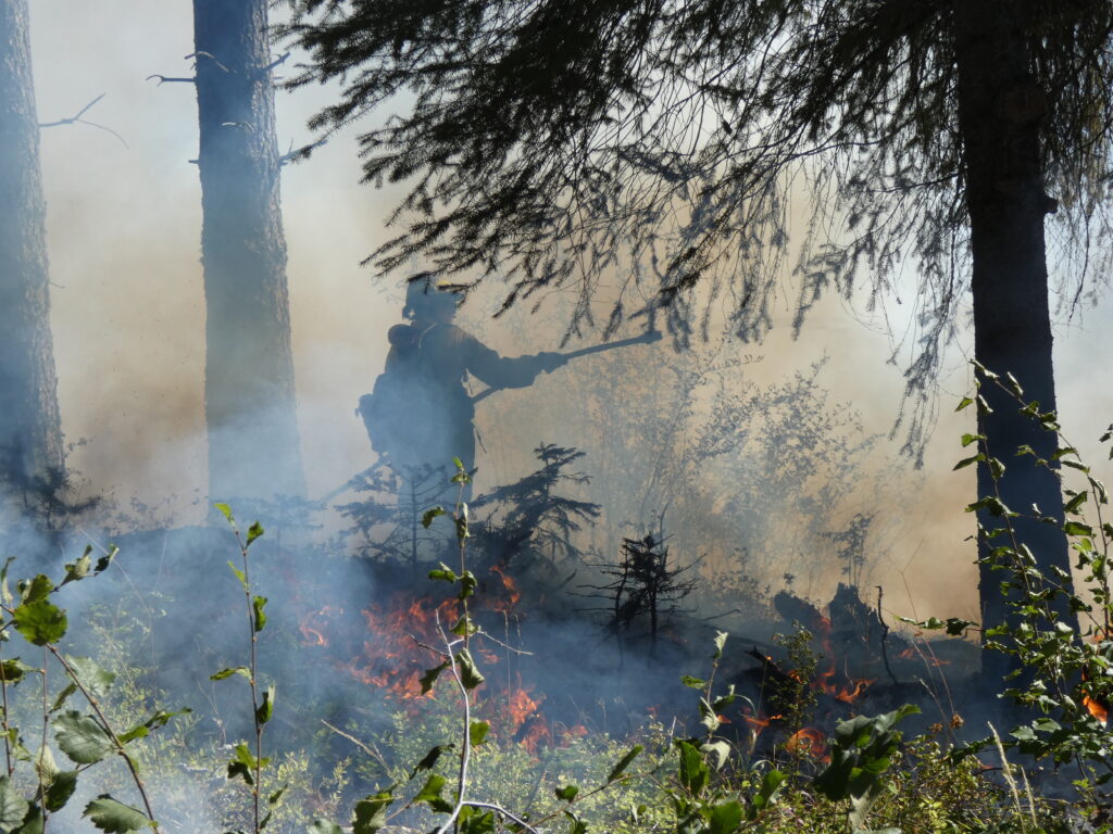 A firefighter using a drip torch to ignite controlled burns in a forested area, surrounded — Roslyn WA wildfire prevention