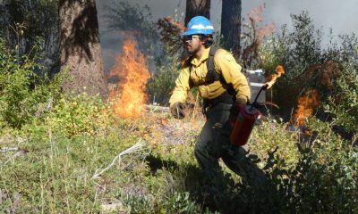 Firefighter conducting a prescribed burn in Washington, managing flames with a fire extingui — prescribed burns Washington