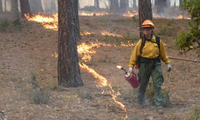 A firefighter conducts a controlled burn in a forest, flames visible along the gro — prescribed burning private landowners