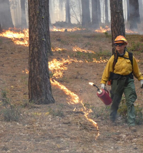 A firefighter conducts a controlled burn in a forest, flames visible along the gro — prescribed burning private landowners