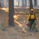 A firefighter conducts a controlled burn in a forest, flames visible along the gro — prescribed burning private landowners