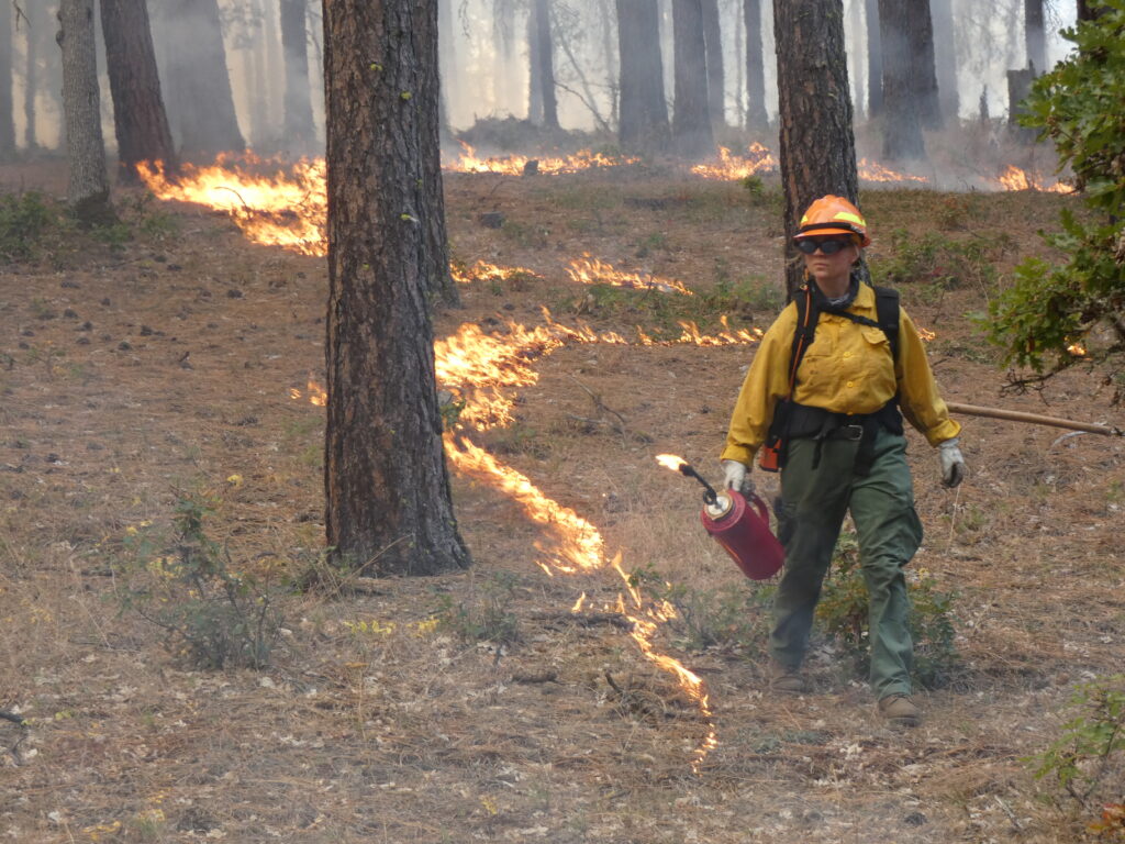 A firefighter conducts a controlled burn in a forest, flames visible along the gro — prescribed burning private landowners