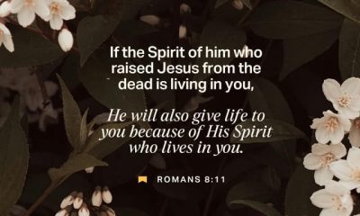 Text from Romans 8:11 overlaid on a background of white flowers and green leaves, conveying a messag — Romans 8 11 meaning