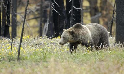 A grizzly bear forages in a field of wildflowers amidst burned trees, highlighting the i — Endangered Species Act rollback