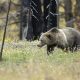 A grizzly bear forages in a field of wildflowers amidst burned trees, highlighting the i — Endangered Species Act rollback