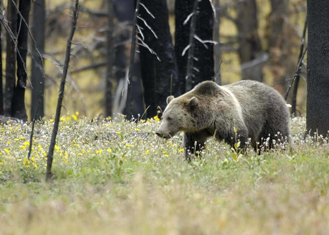 A grizzly bear forages in a field of wildflowers amidst burned trees, highlighting the i — Endangered Species Act rollback