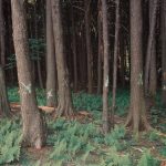 Dense forest with tall trees and ferns, marking the Flight 93 National Memor — Flight 93 National Memorial Somerset County