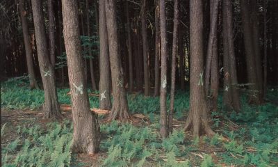 Dense forest with tall trees and ferns, marking the Flight 93 National Memor — Flight 93 National Memorial Somerset County