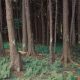Dense forest with tall trees and ferns, marking the Flight 93 National Memor — Flight 93 National Memorial Somerset County