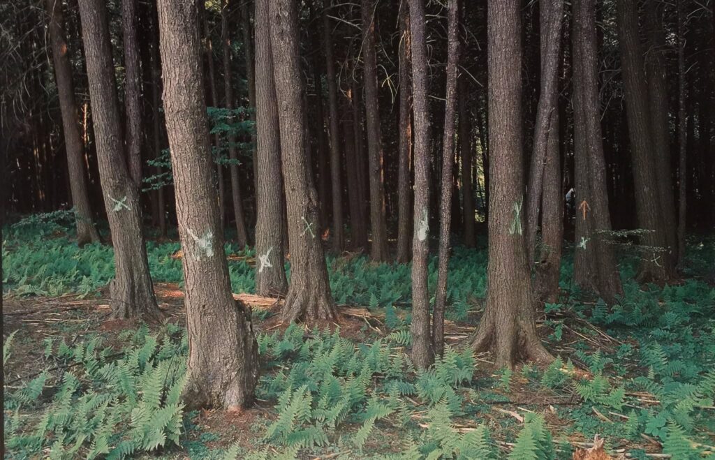 Dense forest with tall trees and ferns, marking the Flight 93 National Memor — Flight 93 National Memorial Somerset County