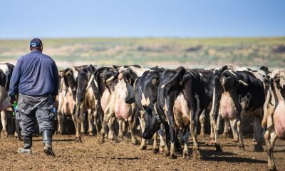 A farmer walks among a herd of dairy cows in a pasture, highlighting the rol — foreign-born workers leaving us labor force