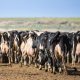 A farmer walks among a herd of dairy cows in a pasture, highlighting the rol — foreign-born workers leaving us labor force