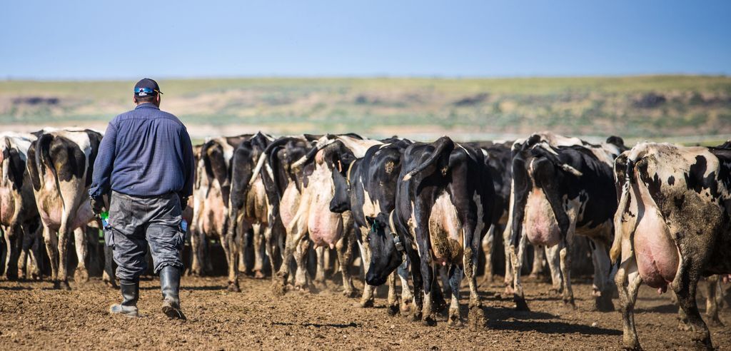 A farmer walks among a herd of dairy cows in a pasture, highlighting the rol — foreign-born workers leaving us labor force
