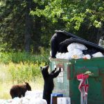 Human Bear Conflicts: two black bears rummage through an overflowing dumpster in a wooded area.
