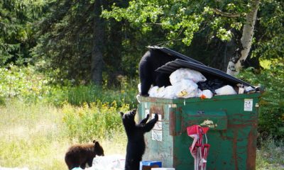 Human Bear Conflicts: two black bears rummage through an overflowing dumpster in a wooded area.