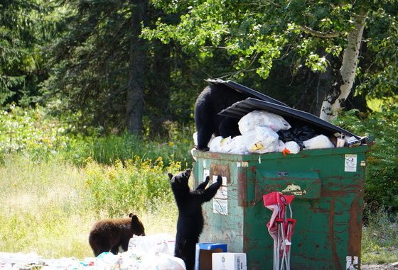 Human Bear Conflicts: two black bears rummage through an overflowing dumpster in a wooded area.