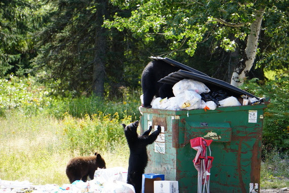 Human Bear Conflicts: two black bears rummage through an overflowing dumpster in a wooded area.